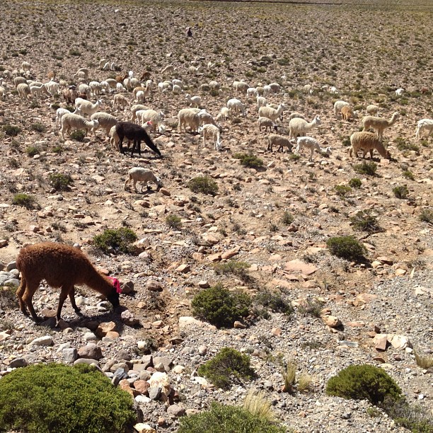 lamas altiplano