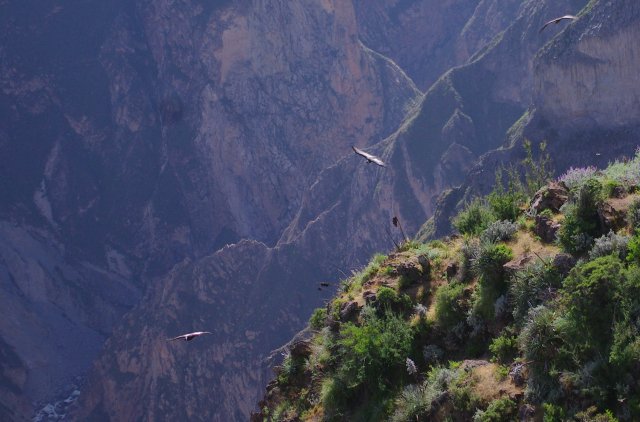 condor canyon colca croix