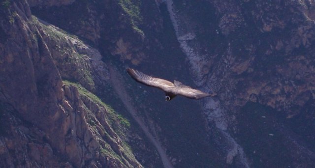 condor canyon colca croix