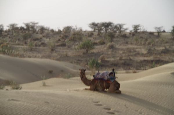2014-03-10 Inde Jaisalmer et Desert du Thar