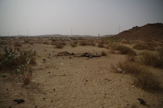 2014-03-11 Inde Jaisalmer Carcasses