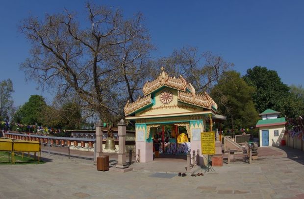 2014-03-21 Inde Sarnath Bodhivriksha Bodhi Tree