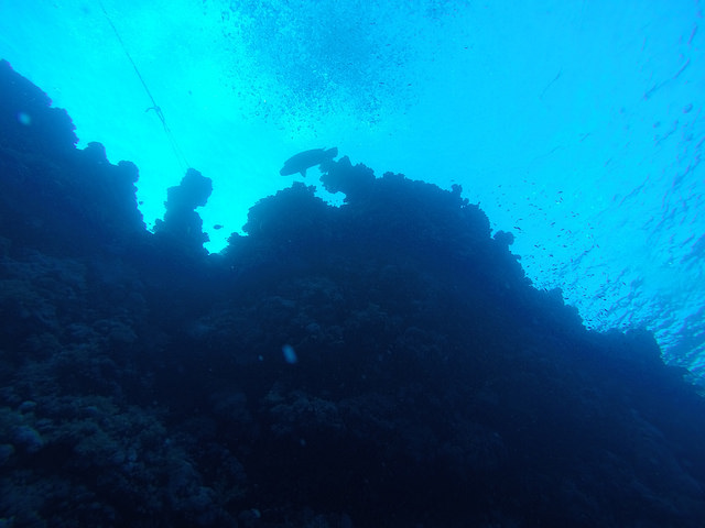 Daedalus Reef Dive
