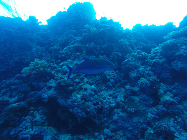Daedalus Reef Dive
