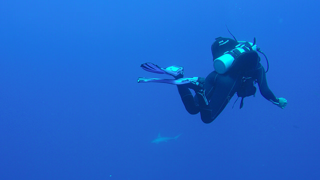 Daedalus Reef Hammerhead Sharks