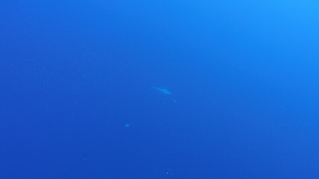 Daedalus Reef Hammerhead Sharks