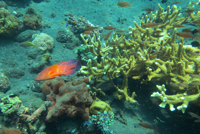 2015-05-04 Bali Plongees Tulamben Temple Coral Garden