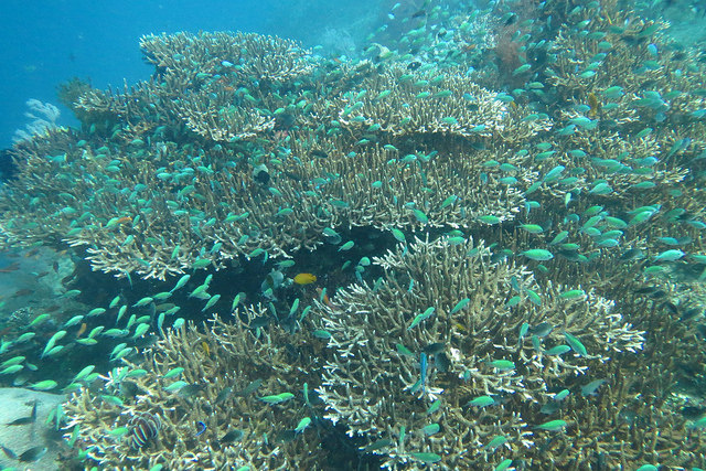 2015-05-07 Bali Plongee Amed Japanese Wreck