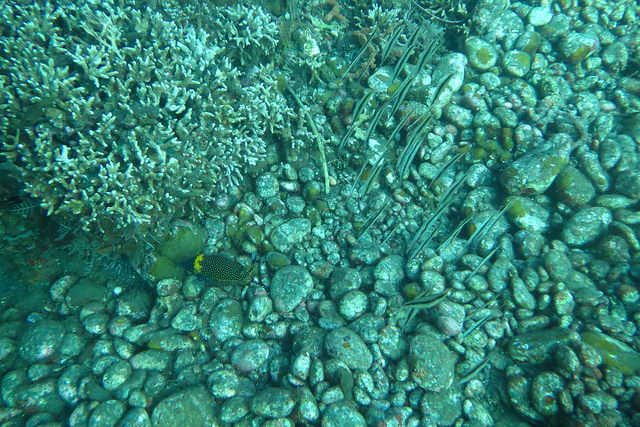 2015-05-08 Bali Plongee Batu Belah