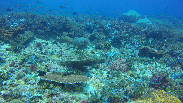 2015-05-11 Bali Plongee Nusa Lembongan Mangrove Point
