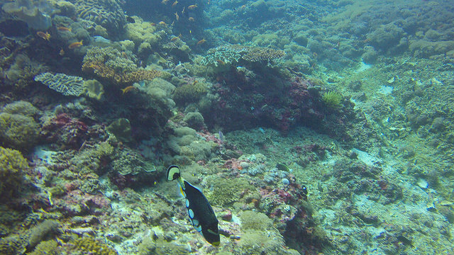 2015-05-12 Bali Plongee Nusa Penida Crystal Bay