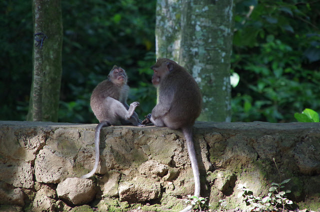2015-05-14 Bali Ubud Monkey Forest