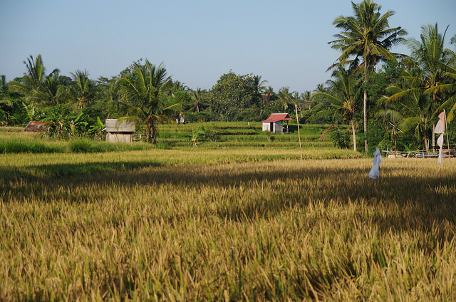 2015-05-14 Bali Ubud Rice Fields