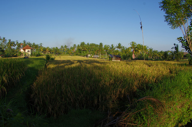 2015-05-14 Bali Ubud Rice Fields