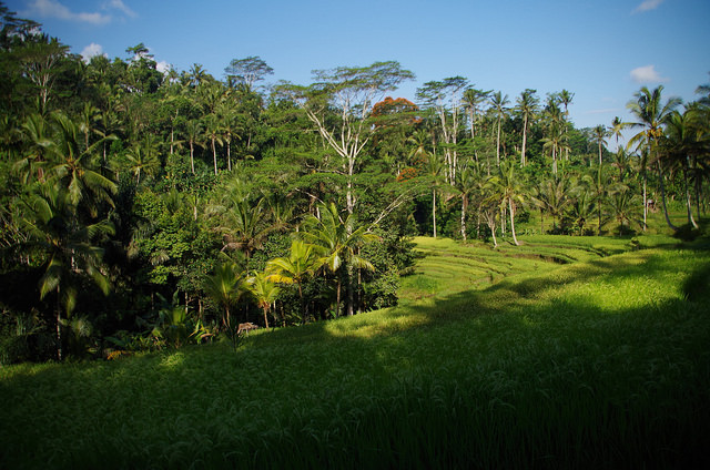 2015-05-15 Bali Tegalalang Rice Fields
