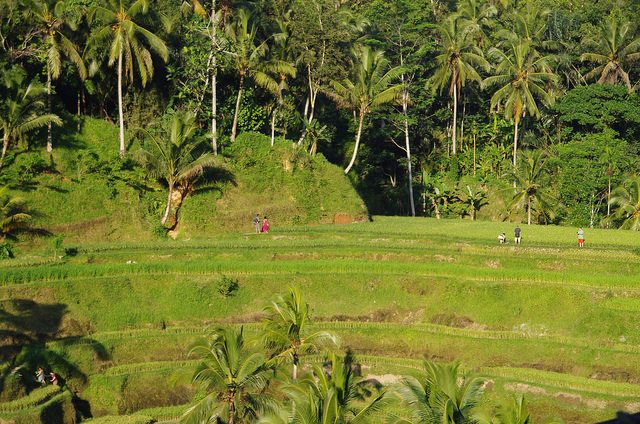 2015-05-15 Bali Tegalalang Rice Fields