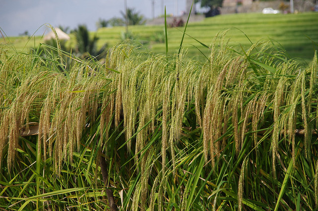 2015-05-16 Bali Jatiluwih Rice Fields
