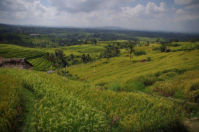 2015-05-16 Bali Jatiluwih Rice Fields