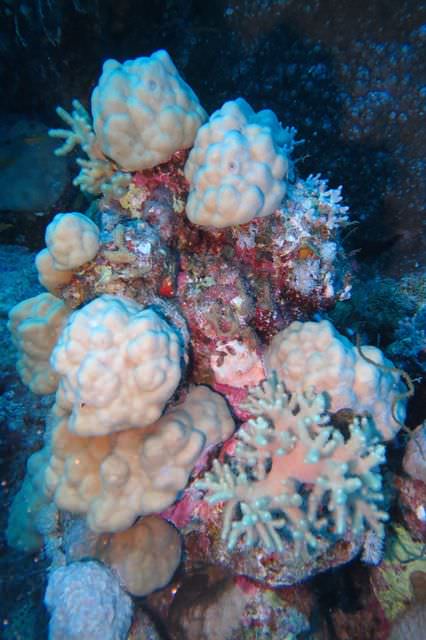 2015-09-21 Croisière St-John 204 Dangerous Reef