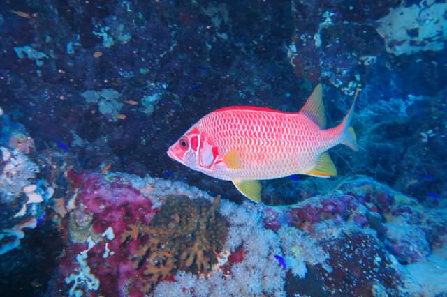 2015-09-21 Croisière St-John 205 Dangerous Reef