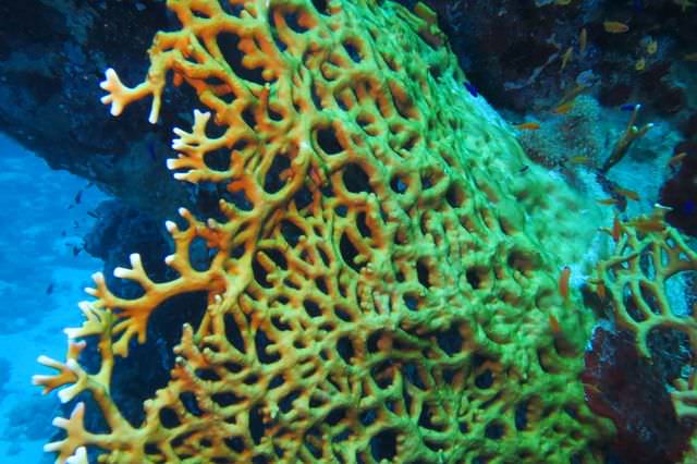 2015-09-21 Croisière St-John 206 Dangerous Reef
