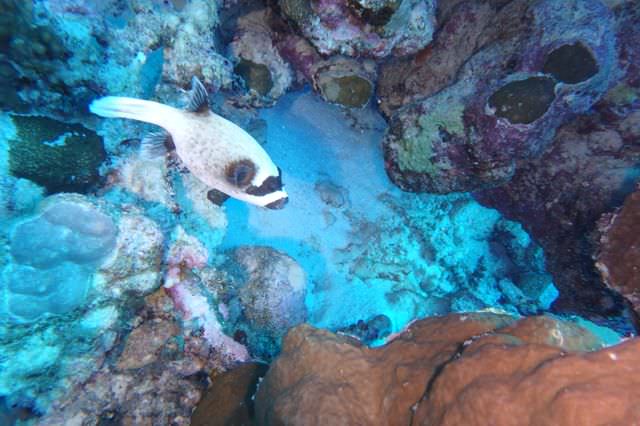 2015-09-21 Croisière St-John Dangerous Reef