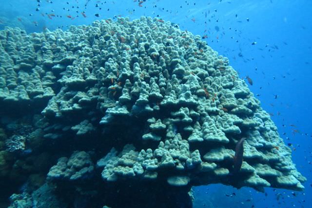 2015-09-21 Croisière St-John 211 Dangerous Reef