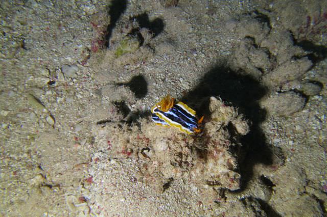 2015-09-21 Croisière St-John 219 Dangerous Reef chromodoris magnifica