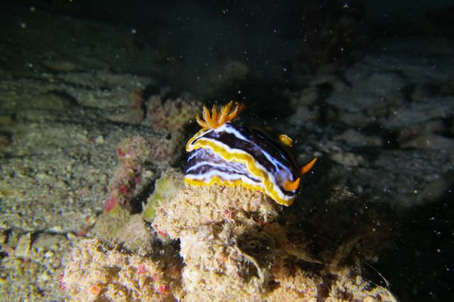 2015-09-21 Croisière St-John 221 Dangerous Reef chromodoris magnifica