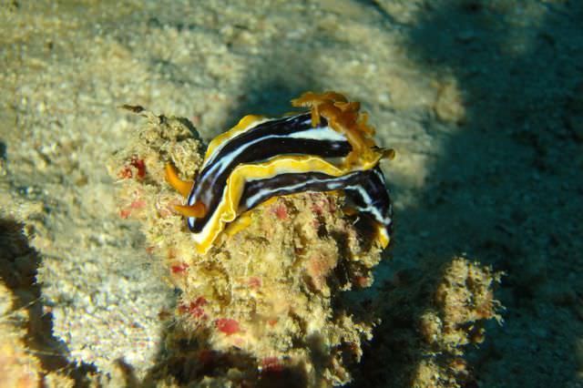 2015-09-21 Croisière St-John Dangerous Reef chromodoris magnifica
