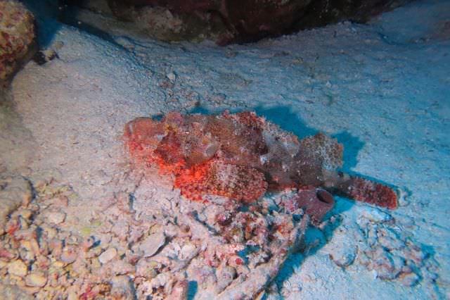 2015-09-21 Croisière St-John 228 Dangerous Reef