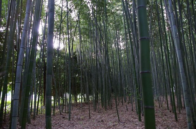 Japon - Kyoto bambouseraie Arashiyama