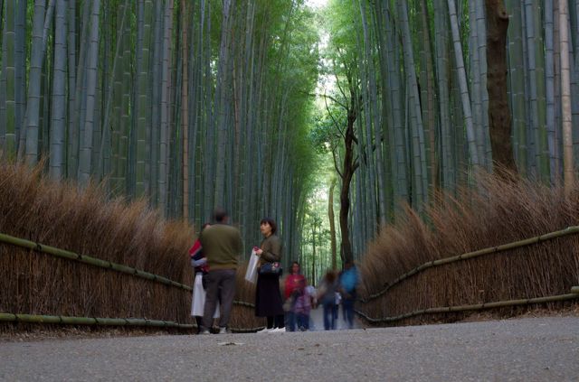 Japon - Kyoto bambouseraie Arashiyama