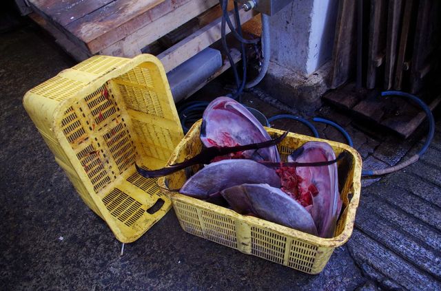 Japon - Tokyo - Tsukiji Fish Market