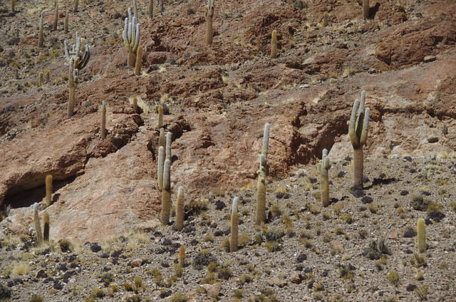 Jour 9 Argentine Quebrada Cactus