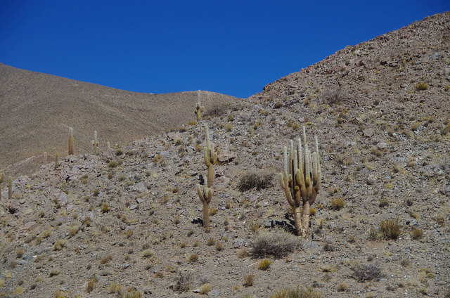 Jour 9 Argentine Quebrada Cactus